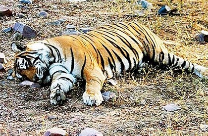 Tiger body found in Shahdol, poaching suspected 