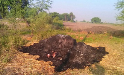 crime  minor girl  murder  rape  burnt  haystack  Bhojpur  Madhya Pradesh  Raisen  Bhopal