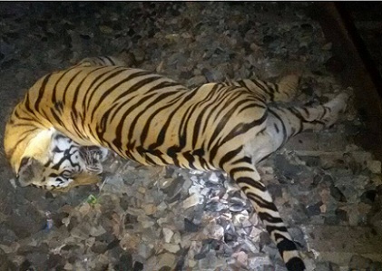 Tiger  Tiger death  Madhya Pradesh  Satna  Tigers