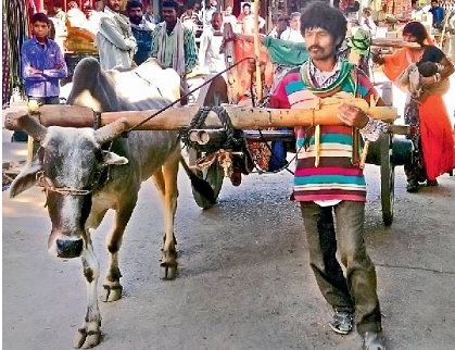 MP: Man pulls cart after bullock dies, wife carrying infant pushes it for 12 km