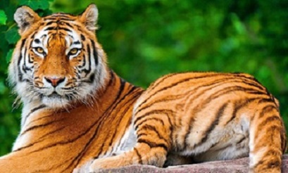 Tiger roaming in city leads to curb on citizens' movement in Bhopal