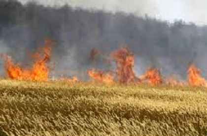 200 acres of wheat crop burnt, woman dies as fire ravages fields in five villages