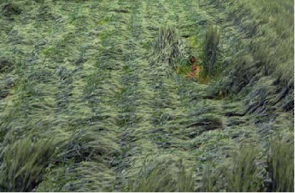 Crops in 984 villages of MP damaged by hailstorm