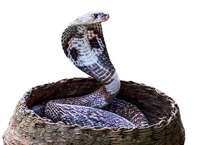 New turn to man-animal conflict in MP; charmer lynched over possesion of snake
