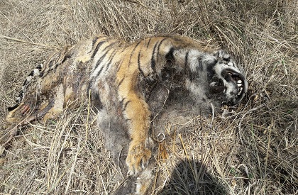 Tiger dies in Bandhavgarh, 9th death this year