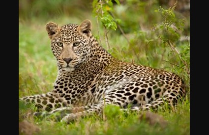 Bhopal  Madhya Pradesh  Leopard  Forest  Crimes  India  