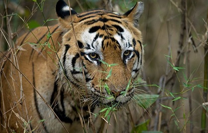 tiger  dies  Kanha  31  Madhya Pradesh  national park  territorial fight  Bheema  veterinary