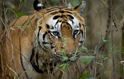 Tiger Bheema of Kanha dies; four big cats succumb in 12 days, 31 this year in MP