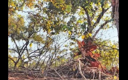 SHOCKING: Large-scale illegal tree felling, encroachment in tiger corridor in Bhopal