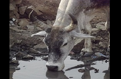cow drinking dirty water