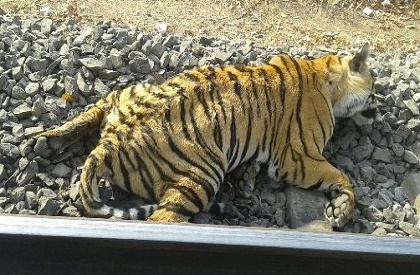 Another tiger hit to death by train in Budhni-Midghat section near Bhopal