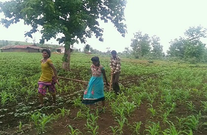 girls  teenager  agriculture  Sehore  MP  poor  poverty  bullocks  fields  tilling  