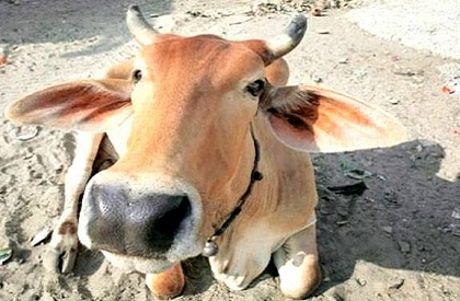 Cow  cow killer  Man killed cow  Madhya Pradesh  Hindu  Hinduism  Upper Caste  Hindu kills cow  Brahmin  Pandit  
