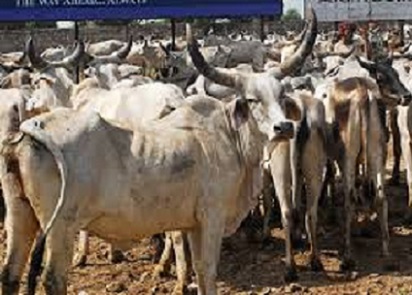 Beef  Cow  Prevention of Cow Slaughter Act  Uttar Pradesh  Beef Law  Muslims  Misuse of law  Allahabad High Court