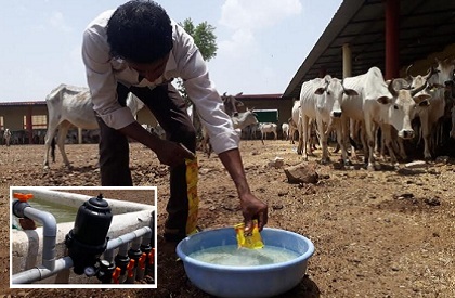 Cow sanctuary  Madhya Pradesh  Agar Malwa  